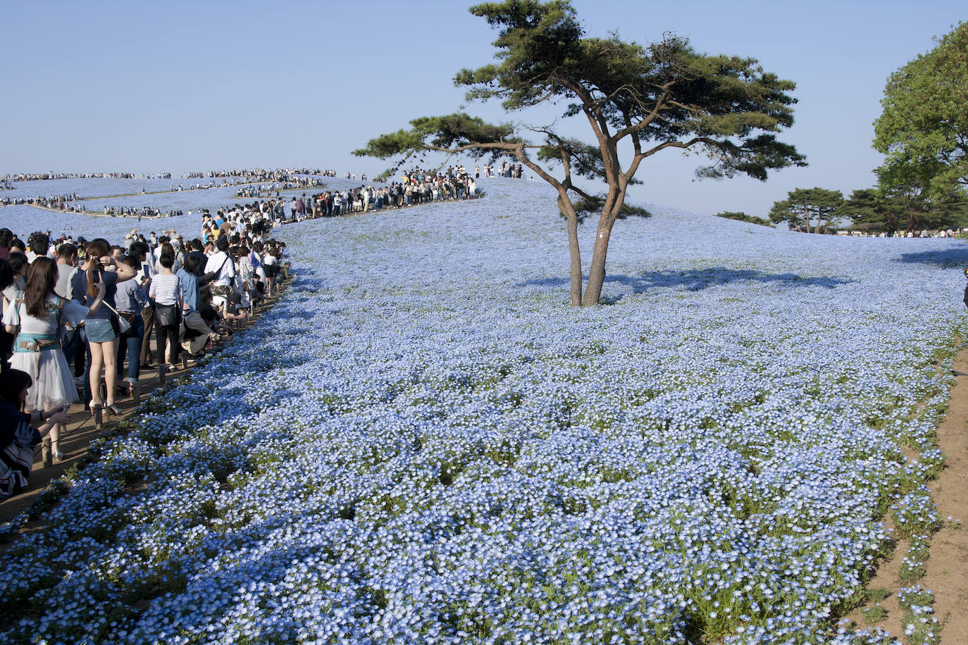 Hitachi Seaside Park, Japón