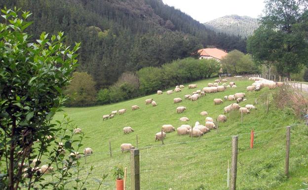 Rebaño de ovejas pasta en los terrenos del caserío Goienetxe.