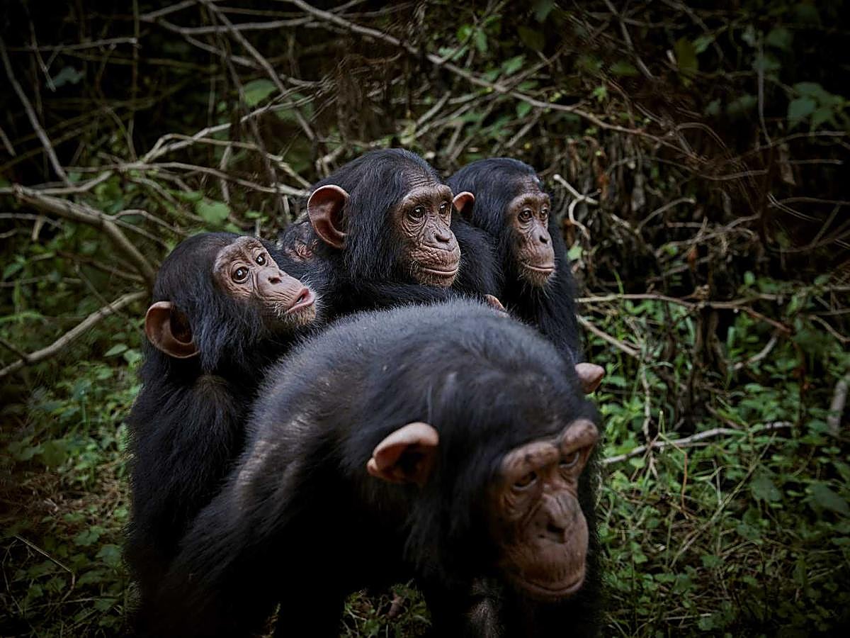 Un grupo de chimpancés huérfanos en el centro de primates Lwiro en Kivu del sur en la República Democrática del Congo