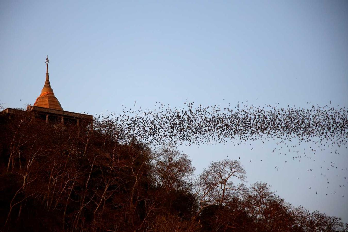 Murciélagos salen volando de una cueva en Wat Khao Chong Phran en Ratchaburi, Tailandia