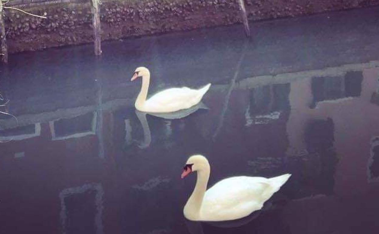 Cisnes en Venecia. 