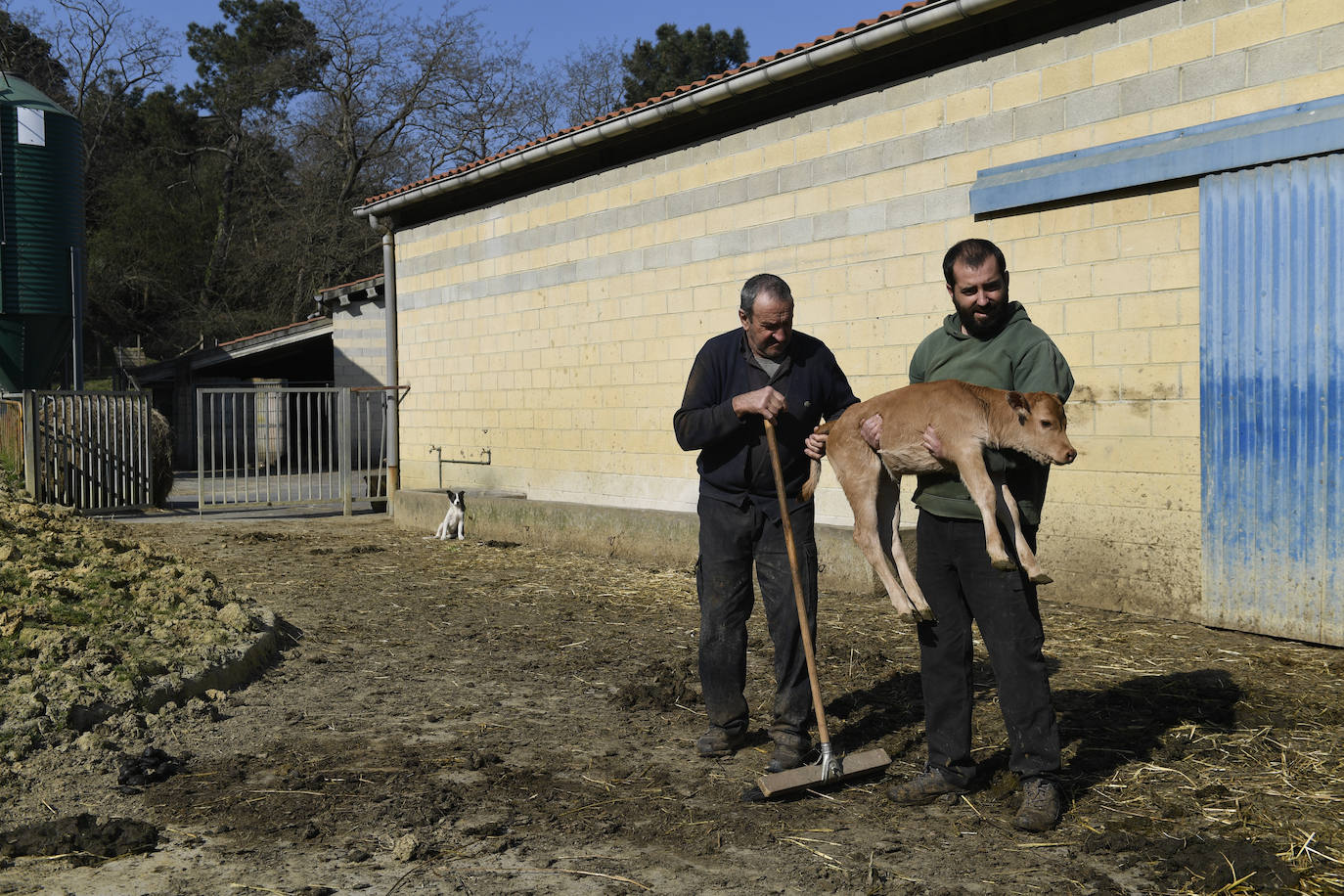 Los dos hombres miran con cariño a un ternero recién nacido. La venta de becerros, una vez engordados, y vacas a carnicerías y restaurantes de la zona es una de sus fuentes de ingresos. Por el momento, el estado de alarma no ha mermado la demanda, al menos de terneros, cuya carne es la más usada en los hogares. La salida de las reses adultas sí se ha resentido porque "es de las que se sacan los txuletones y ya ni txokos ni restaurantes están abiertos". 