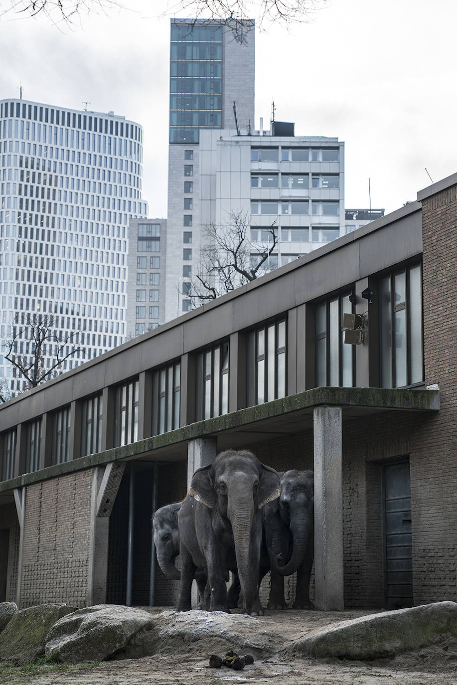 El zoológico de Berlín es una de las visitas obligadas de la ciudad. Rodeado de rascacielos, el recinto ocupa una zona arbolada que da continuidad al gigantesco parque Tiergarten. Aparte de los elefantes y mandriles, sus dos grandes atracciones son el oso panda y un espectacular Aquarium.