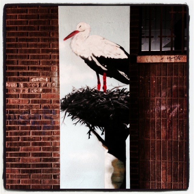 Las cigüeñas han elegido muchos campanarios de Vitoria como lugar de residencia. Otro de sus rincones favoritos es el parque de Salburua. Ésta, sin embargo, ha preferido ubicarse en uno de los pasajes que conectan la avenida Santiago con la plaza Simón Bolívar.