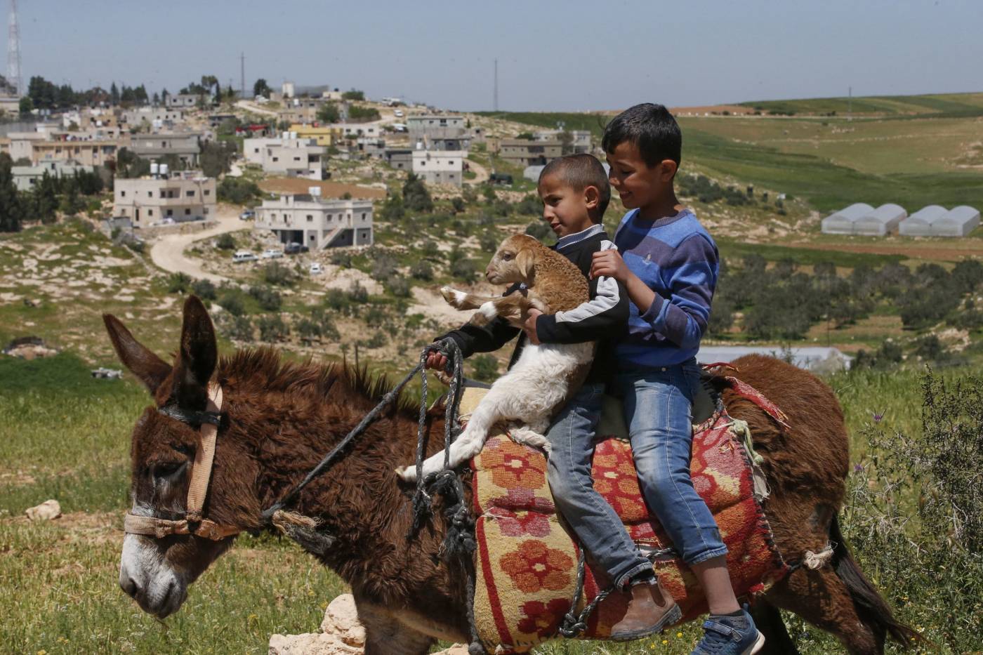 Un niño palestino monta un caballo mientras transporta un cordero en el pueblo de al-Ramadin, al suroeste de la ciudad cisjordana de Hebrón.