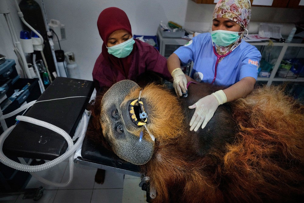 Categoría ‘Nature’. Ganador Series: ‘Saving Orangutans’ de Alain Schroeder (Bélgica)