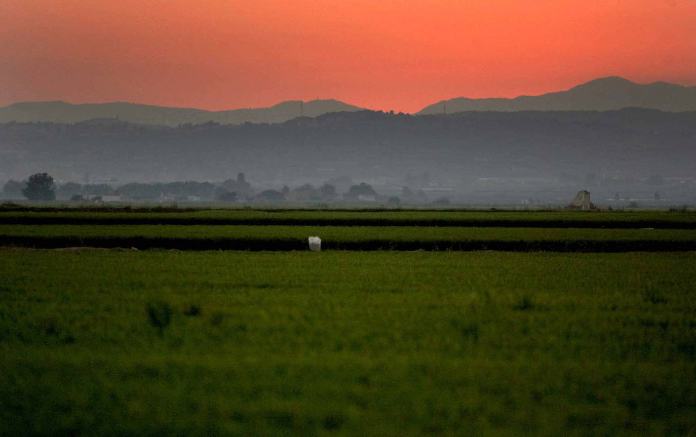  El cielo teñido de rojo por la puesta de sol veraniega, contrasta con el intenso verde de los campos de arroz de Sueca que bordean el parque natural de L'Albufera, en Valencia. 