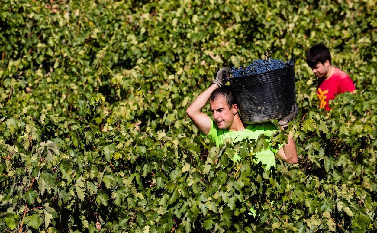 Un vendimiador, durante la pasada campaña, en Rioja Alavesa. 