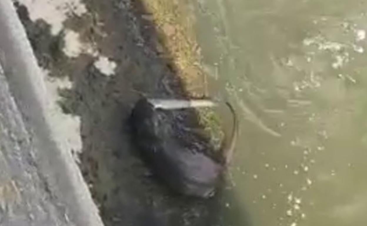 «Imágenes como la de la nutria en La Peña serán cada vez más frecuentes»