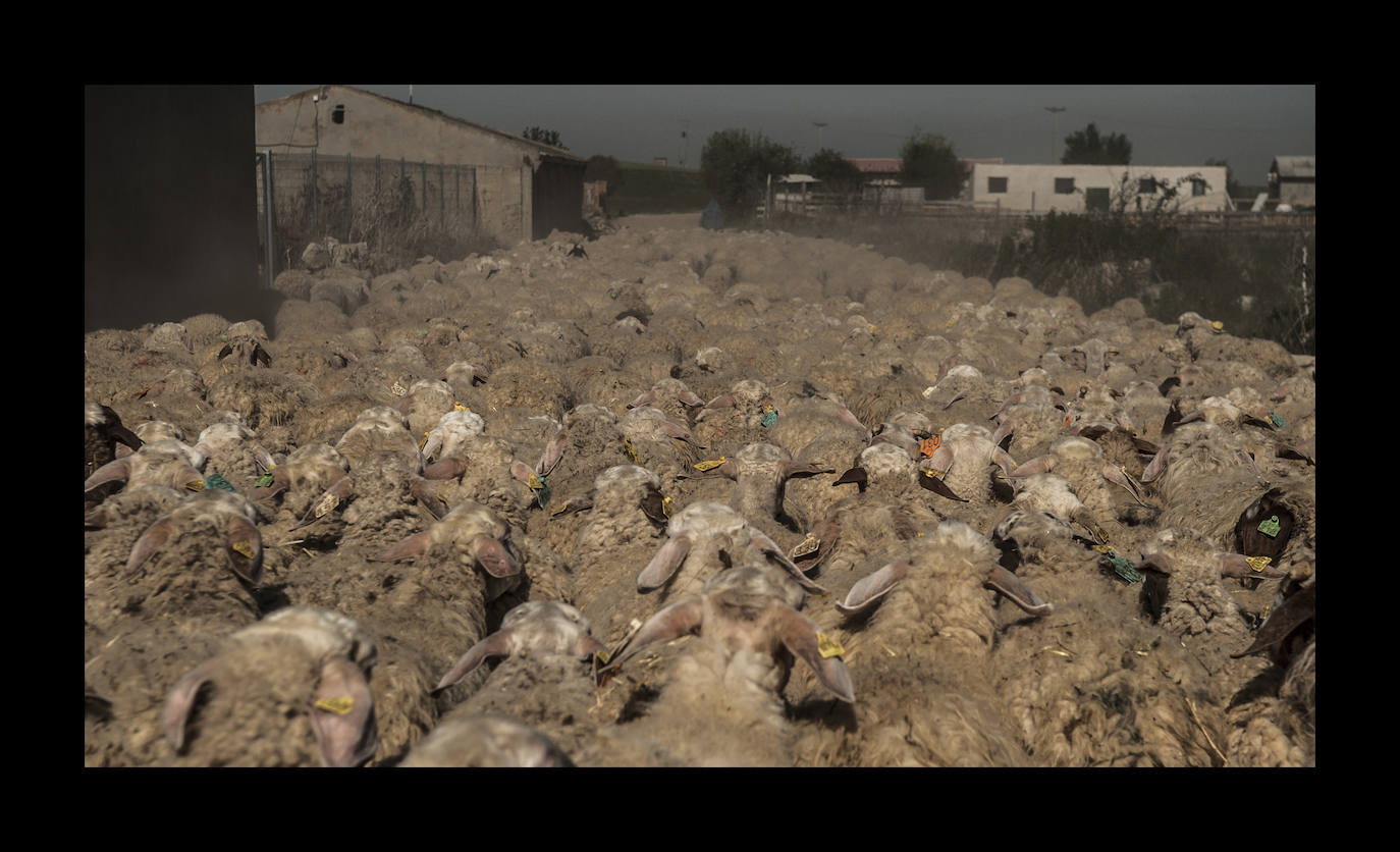 La ganadería y la agricultura son los principales fuentes de riqueza en Tierra de Campos, una comarca que en algunos aspectos apenas ha cambiado en los últimos siglos. En la imagen, un rebaño de ovejas a punto de ser esquiladas en la carretera que conduce de Medina de Rioseco a Urueña. Pastores, encuadernadores, luthiers, imagineros... oficios en vías de desaparición, aquí sobreviven.