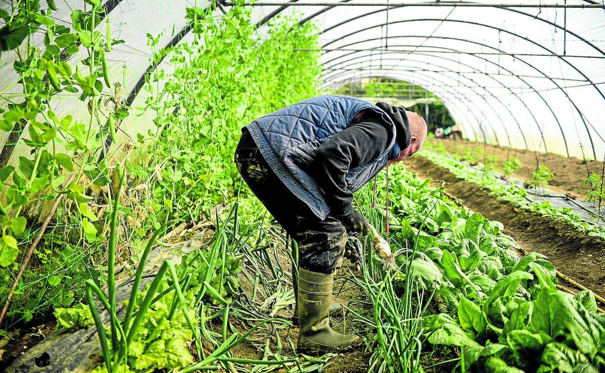 Toni se afana en cuidar las hortalizas que se cultivan en el invernadero del centro terapéutico y que se han convertido en su motivo de orgullo