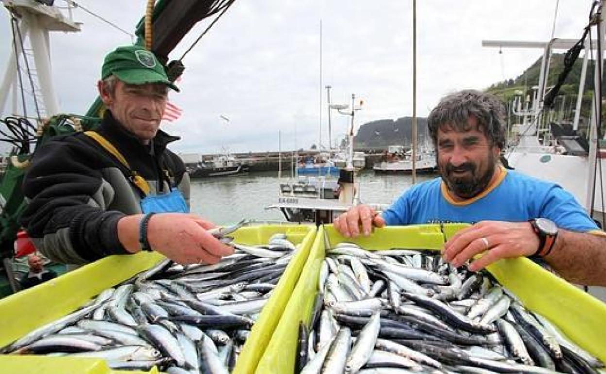 La flota vasca descarta la anchoa y se pertrecha para el bonito