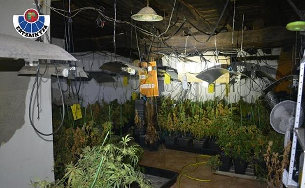 Interior de la plantación de marihuana.