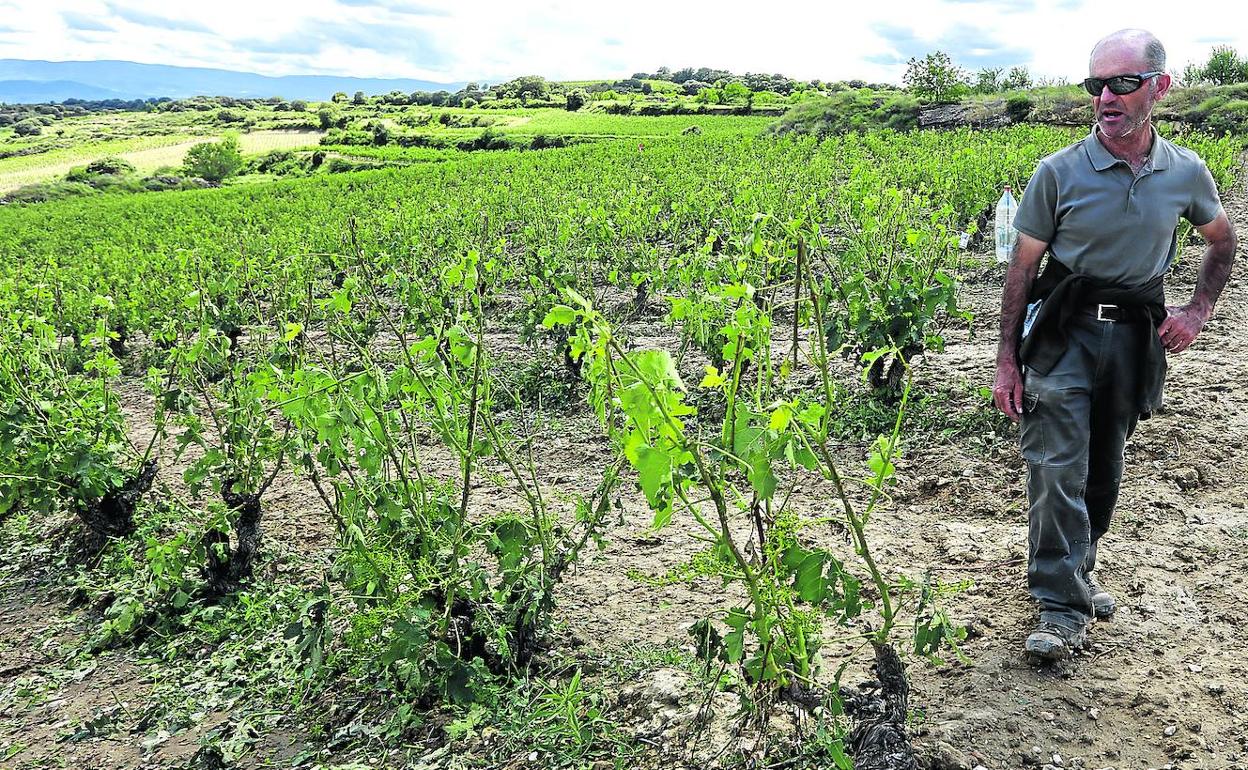 Antonio Guzmán, agricultor de Navaridas, camina por sus viñas, algunas de ellas arrasadas tras la granizada del martes.