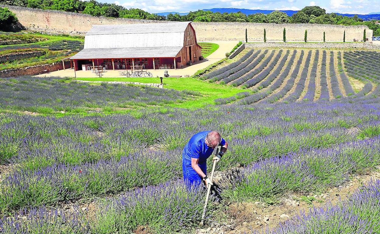 Cosecha de lavanda seca