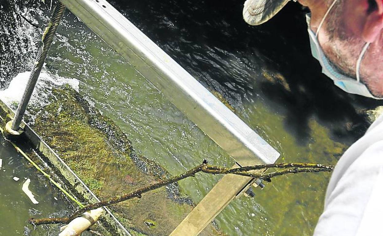 Un hombre observa a un pez muerto junto a la presa del río.