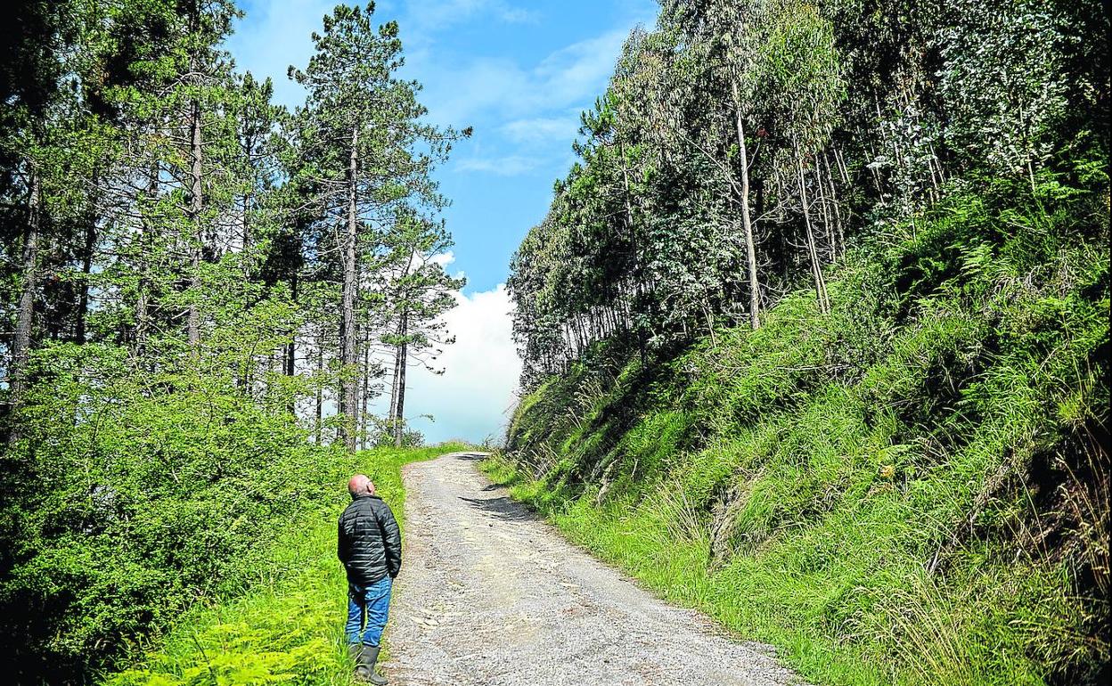 Un propietario de pinares afectados por el hongo en Mallabia inspecciona sus nuevos eucaliptales, una explotación forestaldenostada por el ecologismo pero muy rentable. 