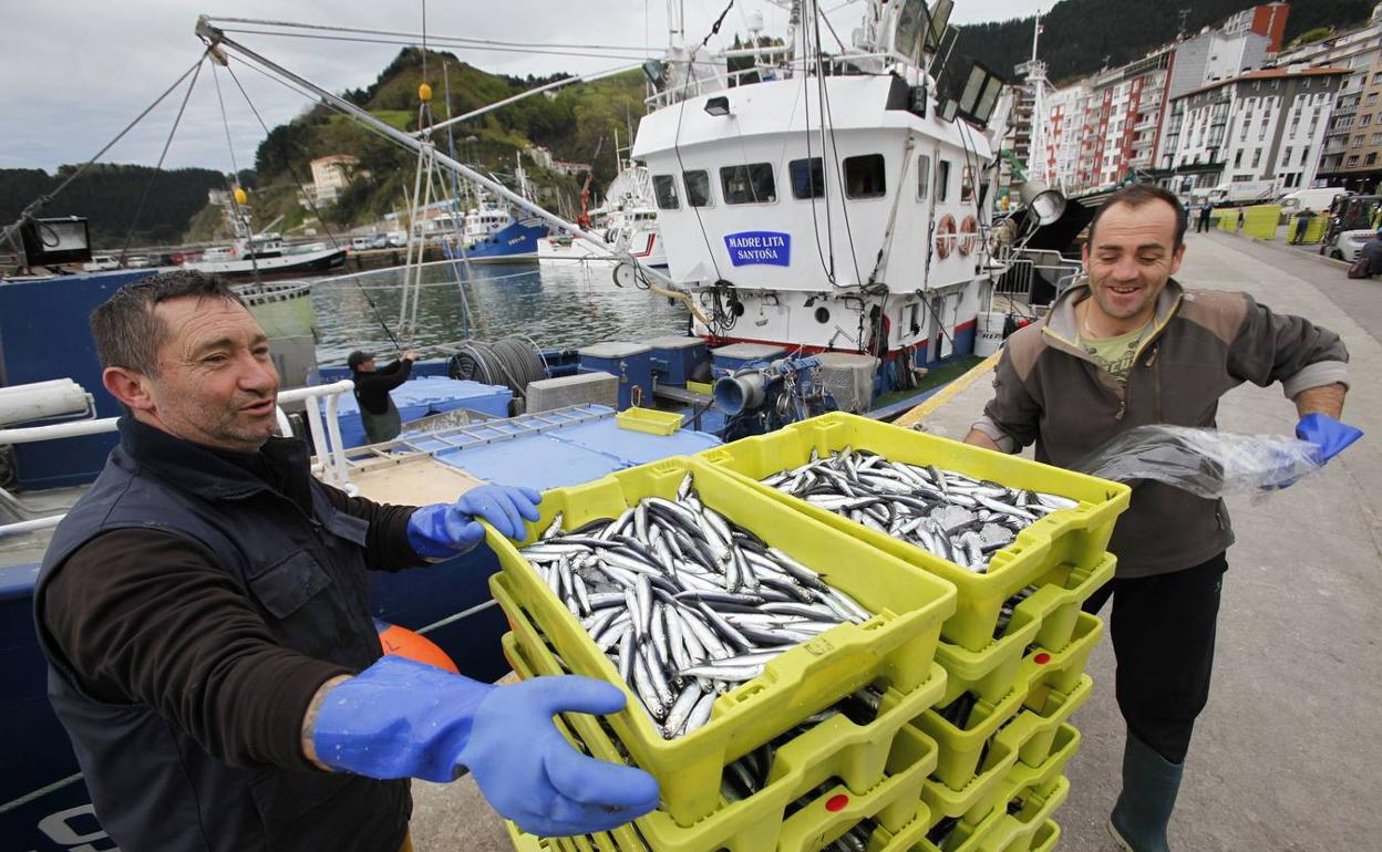 Hamar urteren buruan 2,5- 3,3 gramo artean txikiagotu da antxoa unitatearen pisua 