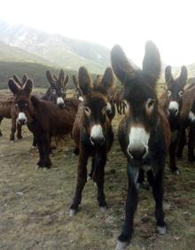 Imagen secundaria 2 - Senderismo a lomos de un burro y cata de Idiazabal