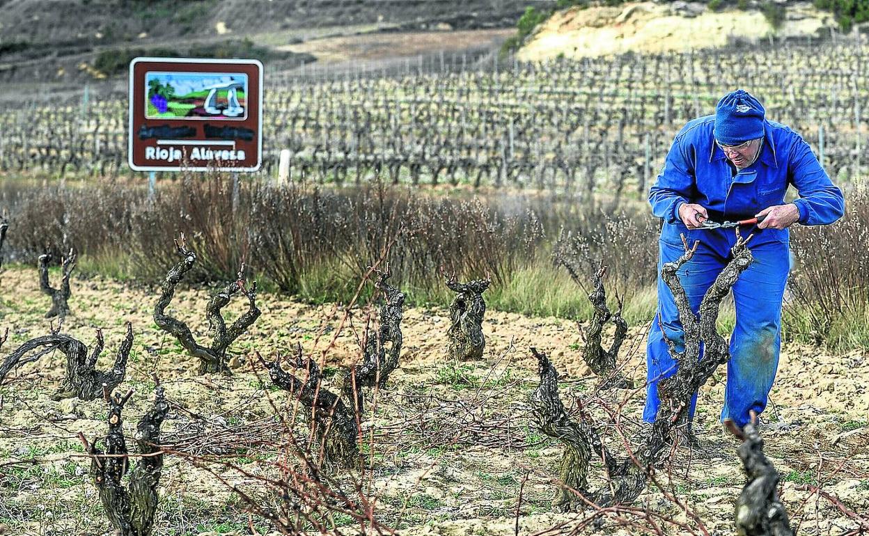 Un agricultor realiza labores de poda en unos viñedos de Labastida, prácticamente en la muga de Álava y la comunidad de La Rioja.