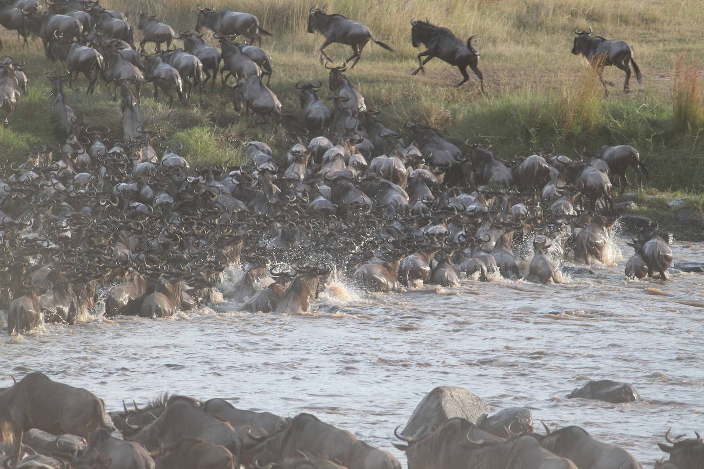 11.- Gran migración en el Serengeti (Tanzania) | Es uno de los fenómenos naturales más espectaculares del mundo: cada año, grandes manadas atraviesan la sabana del este de África. 