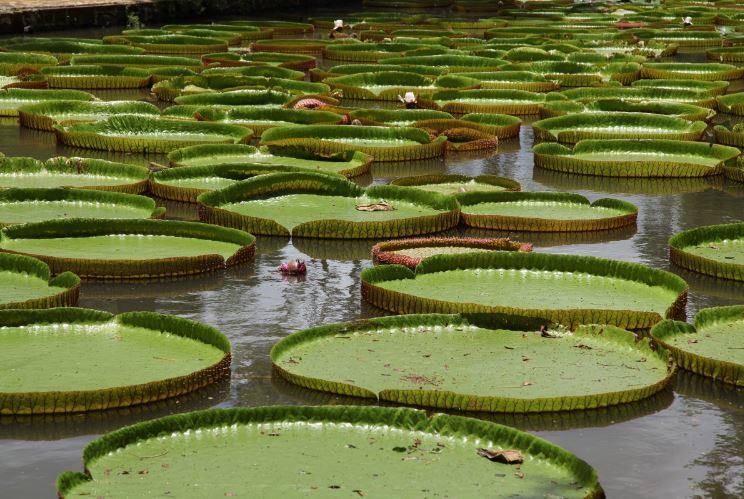 16- Nenúfares gigantes (Pantanal, Brasil) 