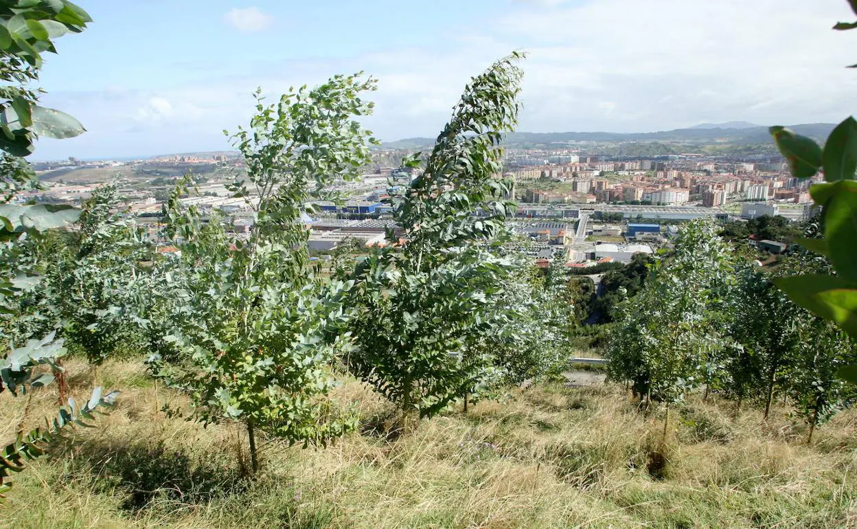 Expertos alertan de que el aumento de eucaliptos en Euskadi puede tener «serios efectos ambientales»