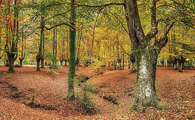 El bosque rodea el área recreativa de Presazelai. 