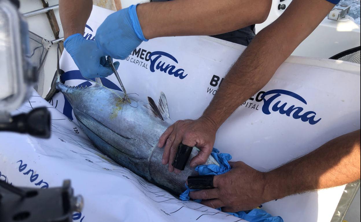 Tercera competición de marcaje electrónico de atún para pesca deportiva 