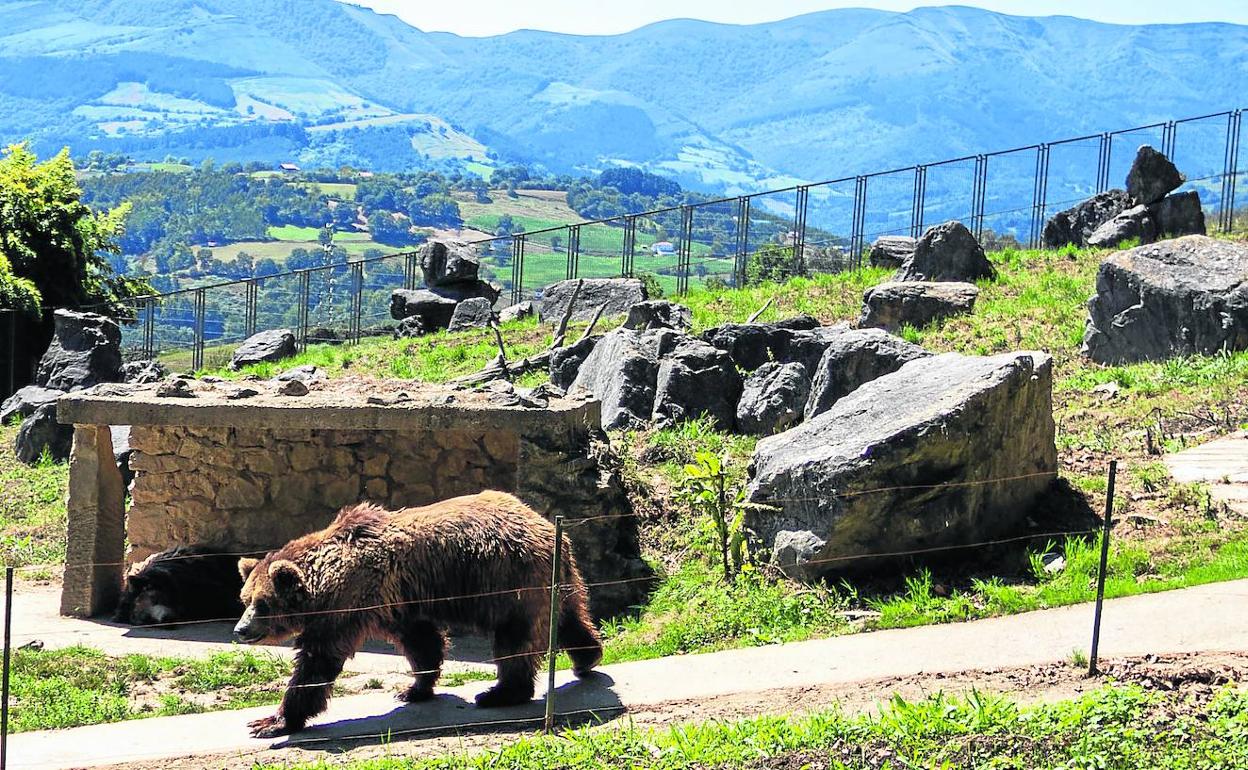 El oso 'Bruno' pasea por su refugio tras refrescarse, mientras su compañera 'Eki' descansa a la sombra. 