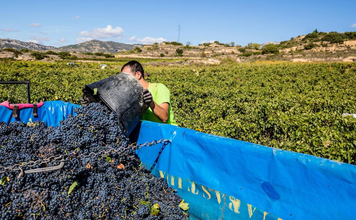 Los remolques volverán a llenarse de uva en septiembre. 