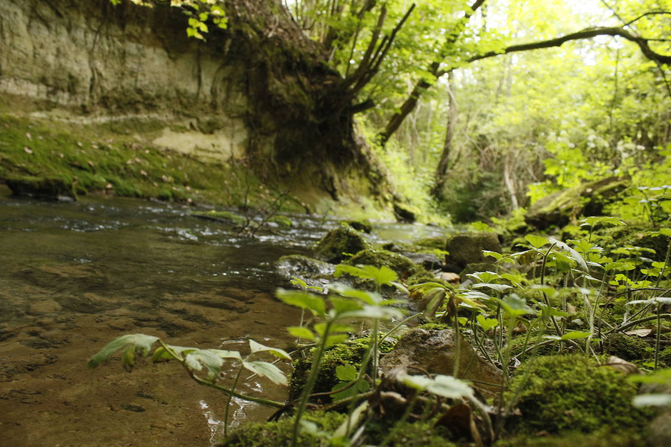 Ruta del agua de Berganzo (Álava)