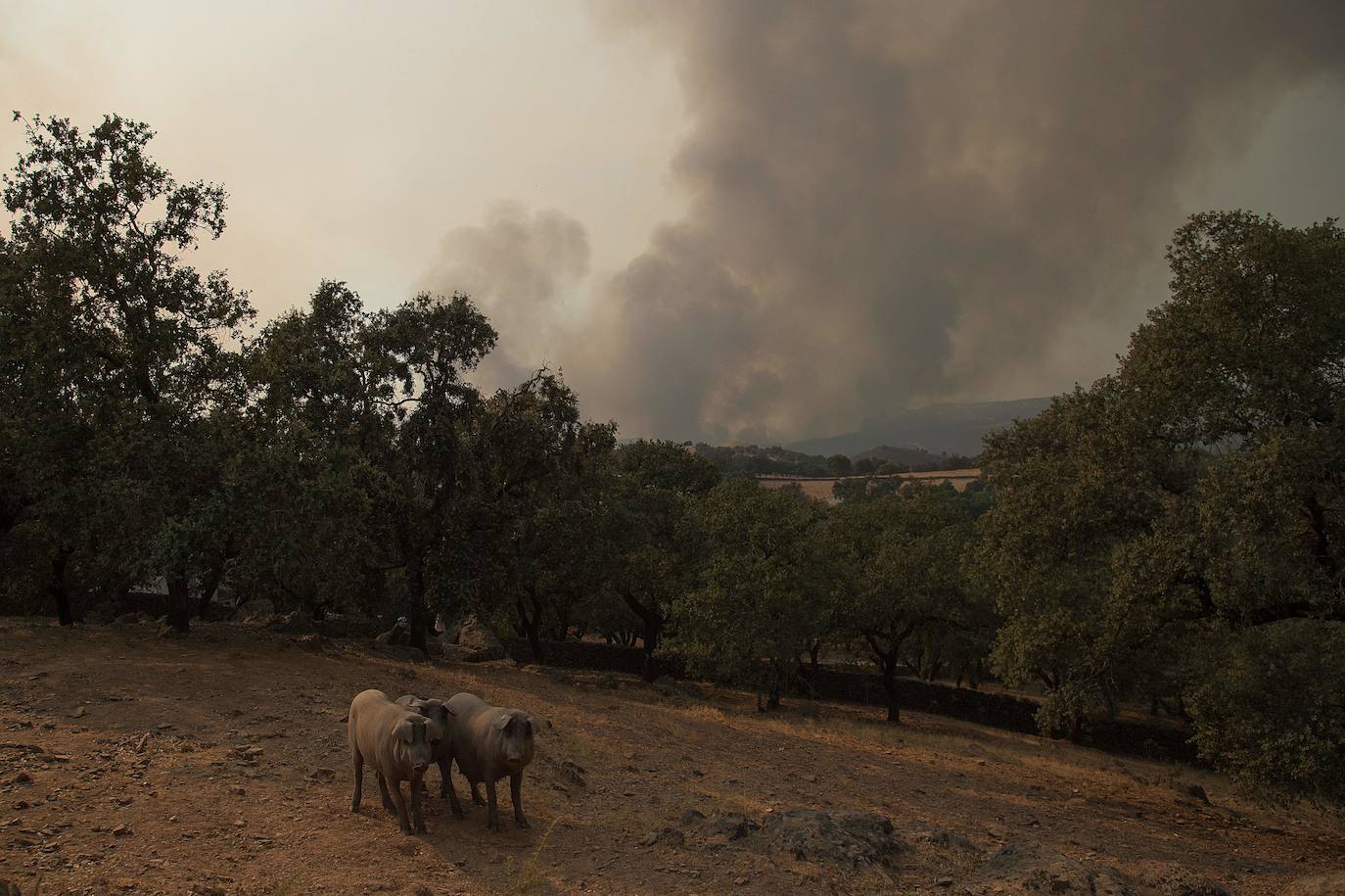 Fotos: Las llamas en Huelva calcinan más diez mil hectáreas