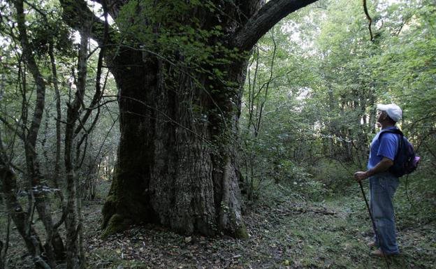 Un caminante observa uno de los robles de la ruta de Okariz.