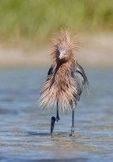 Fotos: Las fotos más simpáticas de animales, a concurso