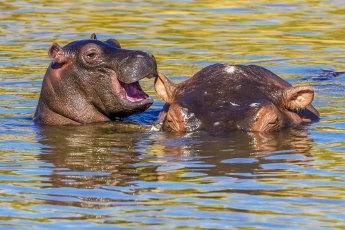 Fotos: Las fotos más simpáticas de animales, a concurso