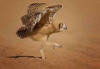 Fotos: Las fotos más simpáticas de animales, a concurso