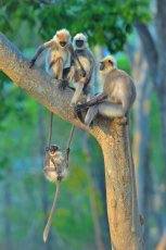 Fotos: Las fotos más simpáticas de animales, a concurso