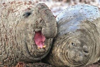 Fotos: Las fotos más simpáticas de animales, a concurso