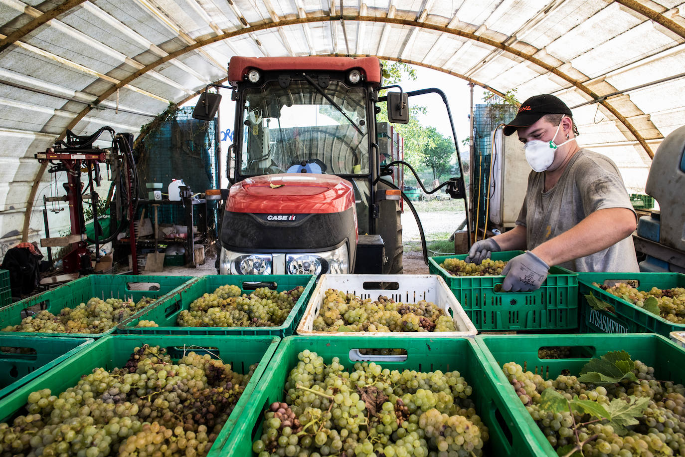 Fotos: La vendimia en Bizkaia se adapta al coronavirus