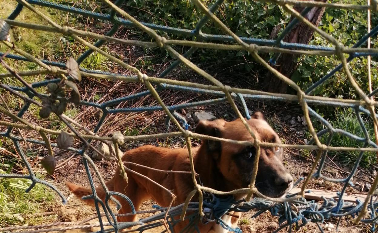Completamente enrollado, estado en el que se encontraba el perro en una de las visitas.