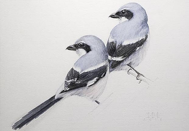 Alcaudón real. Acuarela (35x47,5 cm.)