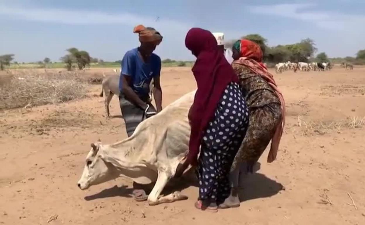 Catástrofe africana