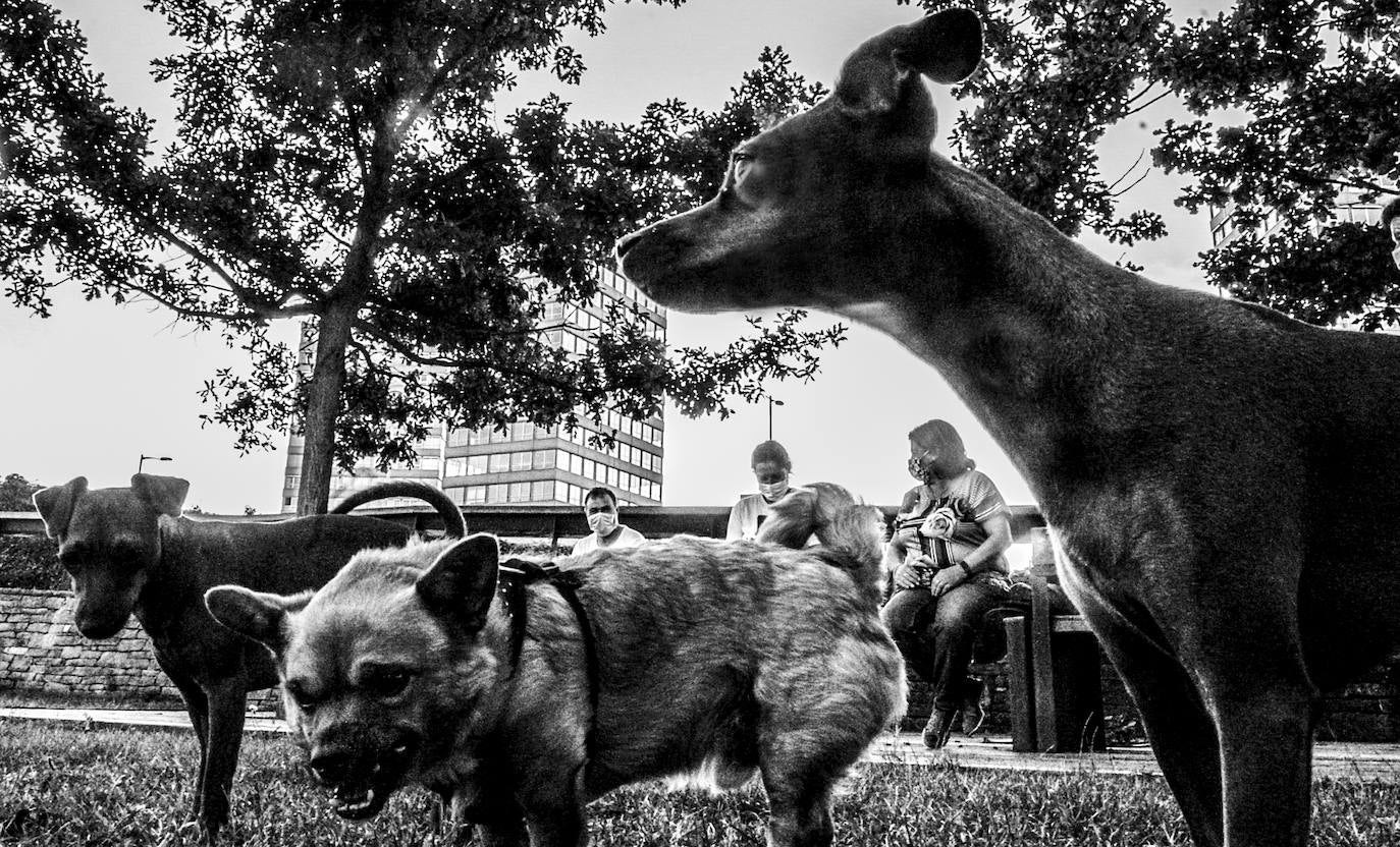 Perros en la zona de las campas donde estos animales pueden estar sin correa.