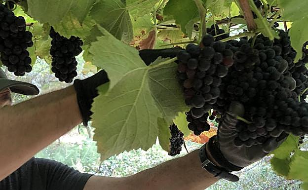 >Vendimia en los viñedos de Gaintza.