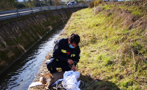 Rescate del corzo en Argómaniz.