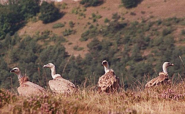 Cuatro buitres reposan en Valderejo. 