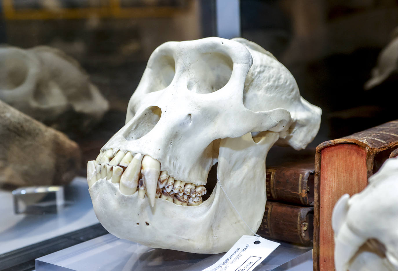 Un cráneo animal expuesto en el Museo de Ciencias Naturales.