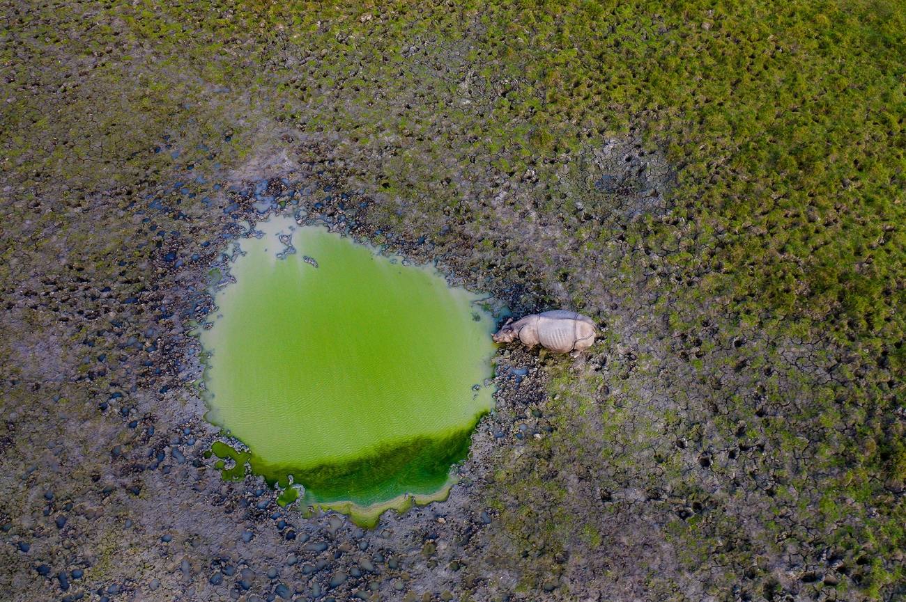 Con la llegada de la estación seca, a medida que escasea la hierba y se secan las fuentes de agua, los rinocerontes indios buscan nuevos terrenos de pastoreo donde pastar y beber cerca. Una foto de Rajarshi Banerji.