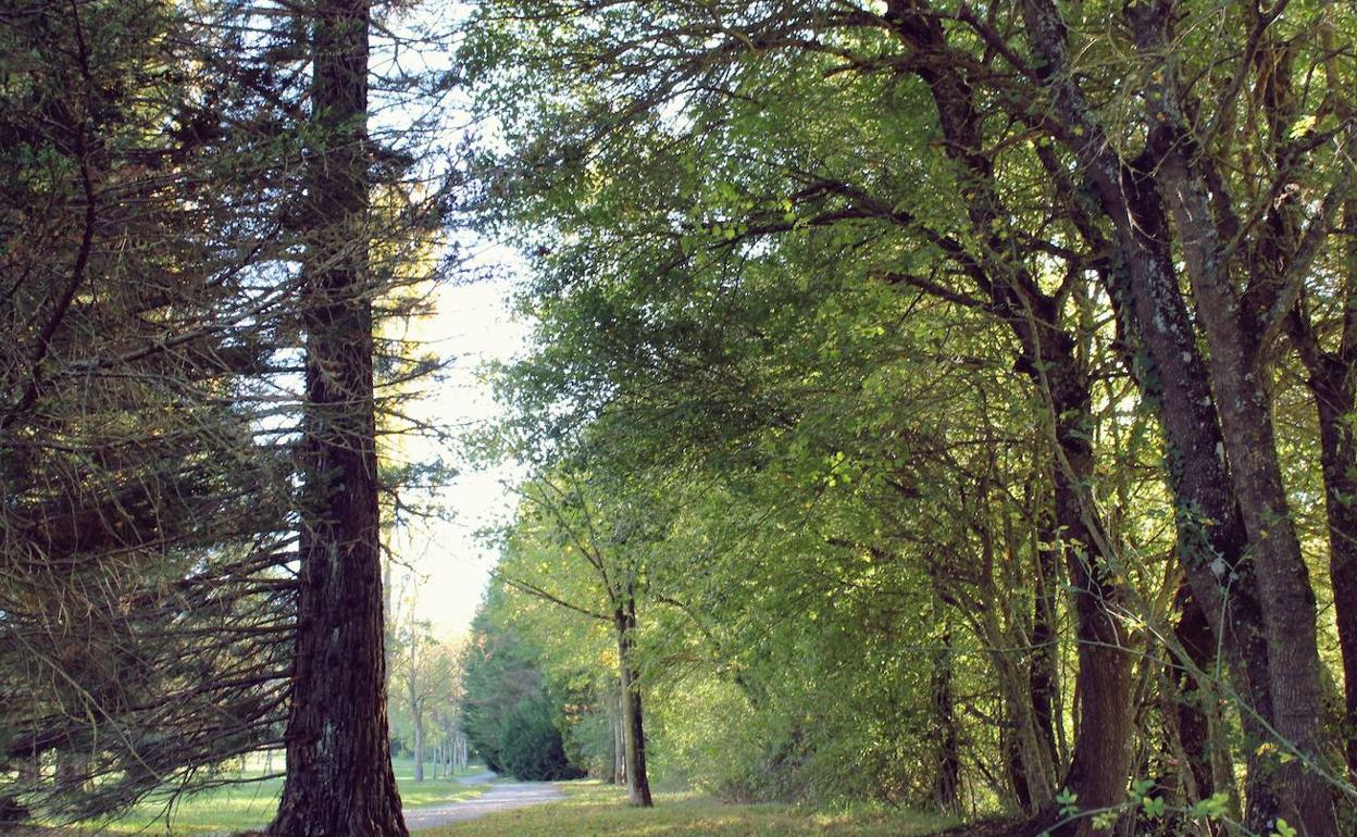 Senderos arbolados en el parque alavés de Armentia.